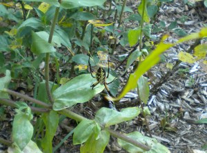 A weaver of a different sort