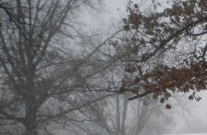 Snowfall in the trees