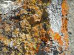 Colorful lichen formations