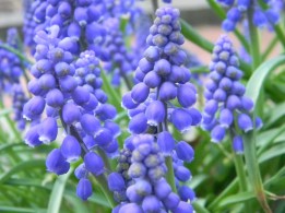Blues and greens in grape hyacinths